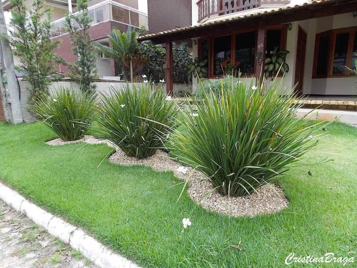 Muda de Moréia - Brasil Nativas - Plantas Ornamentais