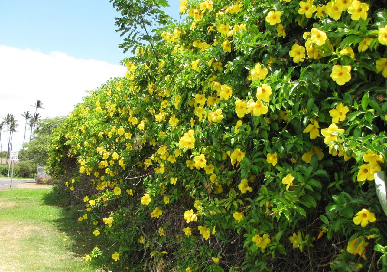 Mudas Alamanda Amarela(10 mudas) – Brasil Nativas – Plantas Ornamentais