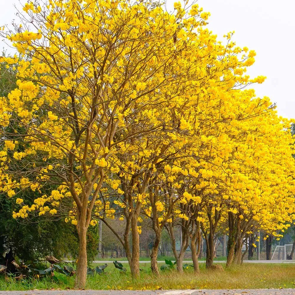 Mudas De Ip Amarelo Porte M Brasil Nativas Plantas Ornamentais