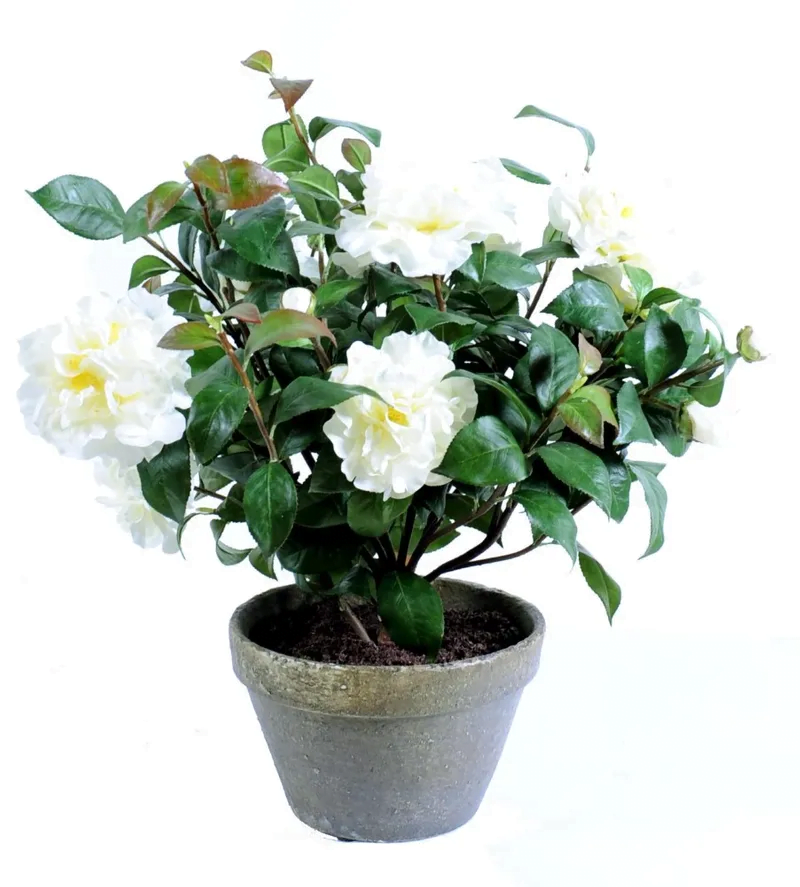 Muda de Camellia japonica – Brasil Nativas – Plantas Ornamentais