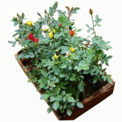 Mini Rosinhas (Caixa com 15) – Brasil Nativas – Plantas Ornamentais
