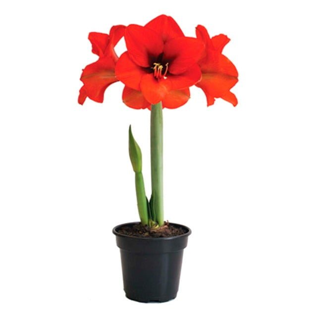 Muda de Amaryllis Red Bulbos – Tulipa Brasileira Vermelha – Brasil Nativas  – Plantas Ornamentais